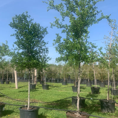 Cedar Elm