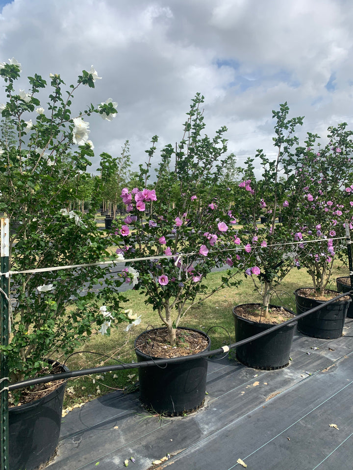 althea lavender chiffon tree Althea Rose of Sharon – Texas Tree Farms