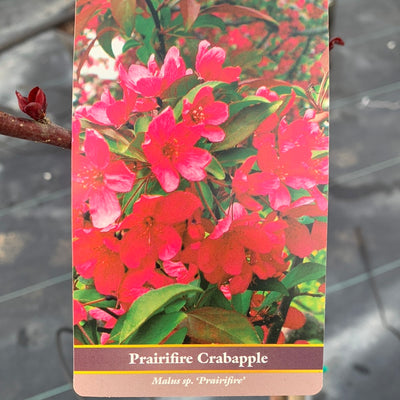 Crabapple Prairiefire