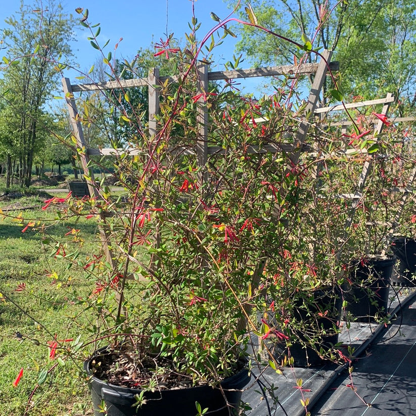 Honeysuckle Coral – Texas Tree Farms