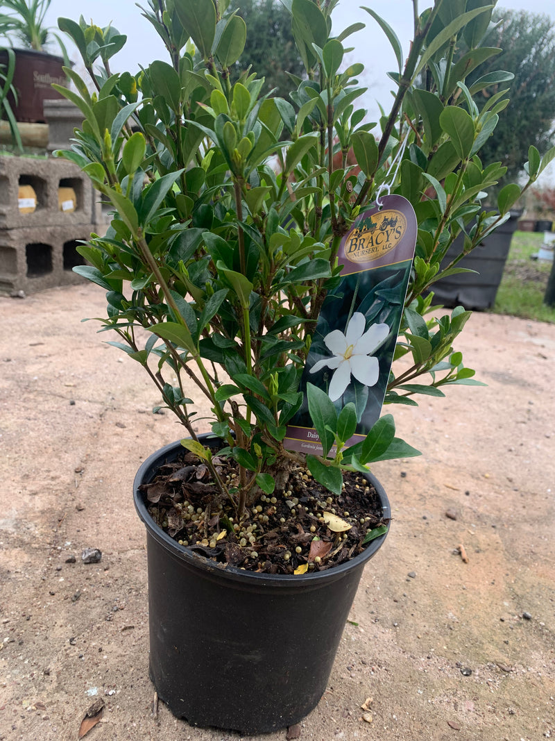 Gardenia Daisy