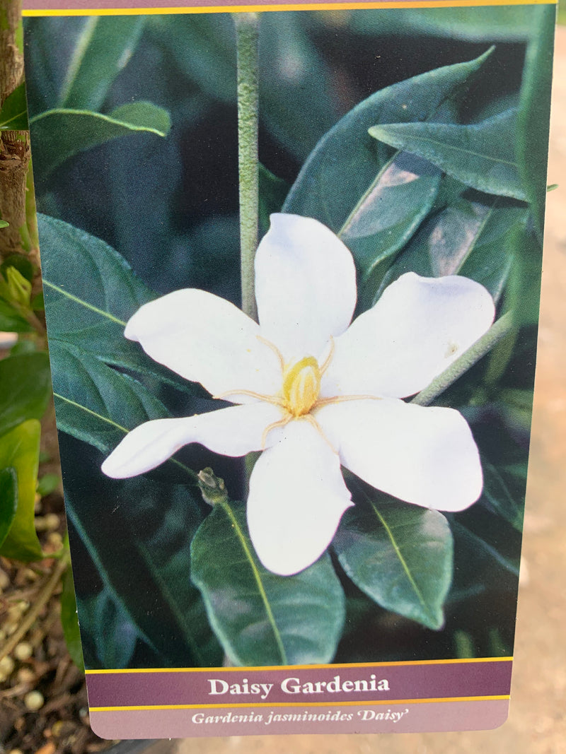 Gardenia Daisy