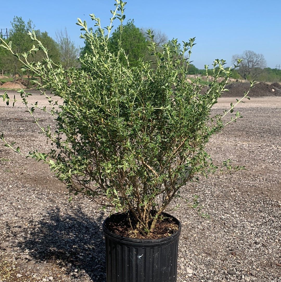 Serissa Variegated