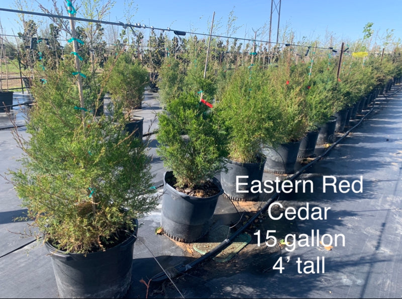 Eastern Red Cedar