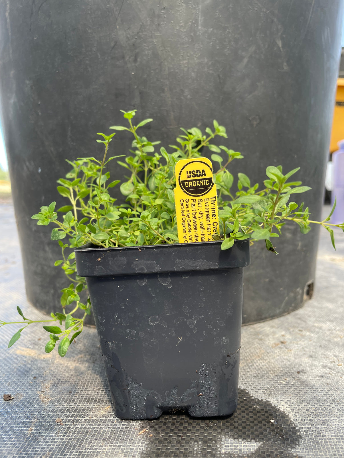 Thyme Texas Tree Farms