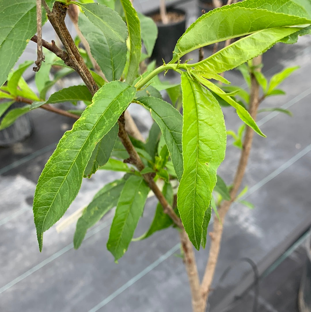 Belle of Georgia Peach Tree