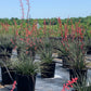 Yucca Red