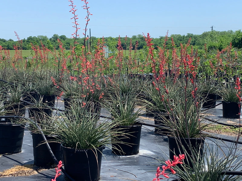 Redd Yucca Red Yucca For Sale | Texas Tree Farms