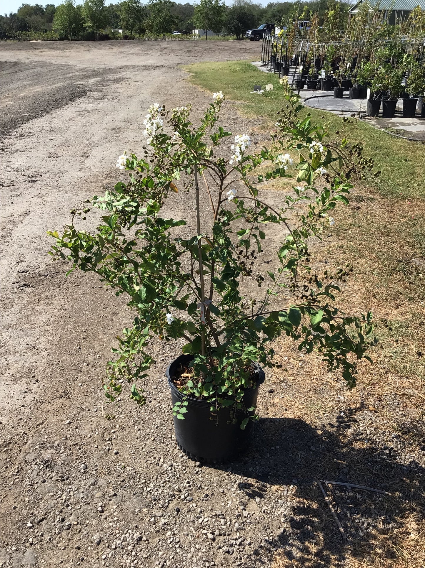 Crape Myrtle Natchez