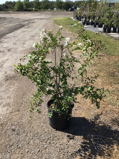 Crape Myrtle Natchez