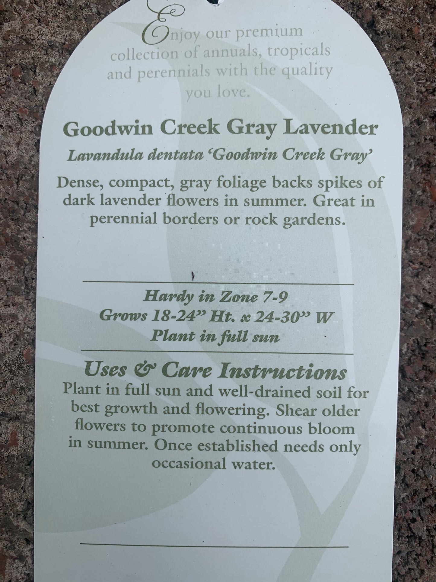 Lavender Goodwin Creek
