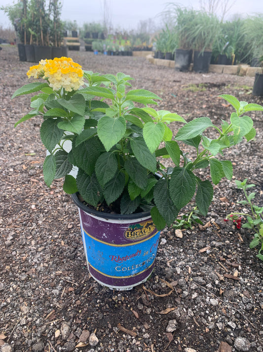 Lantana Bandana Lemon Zest