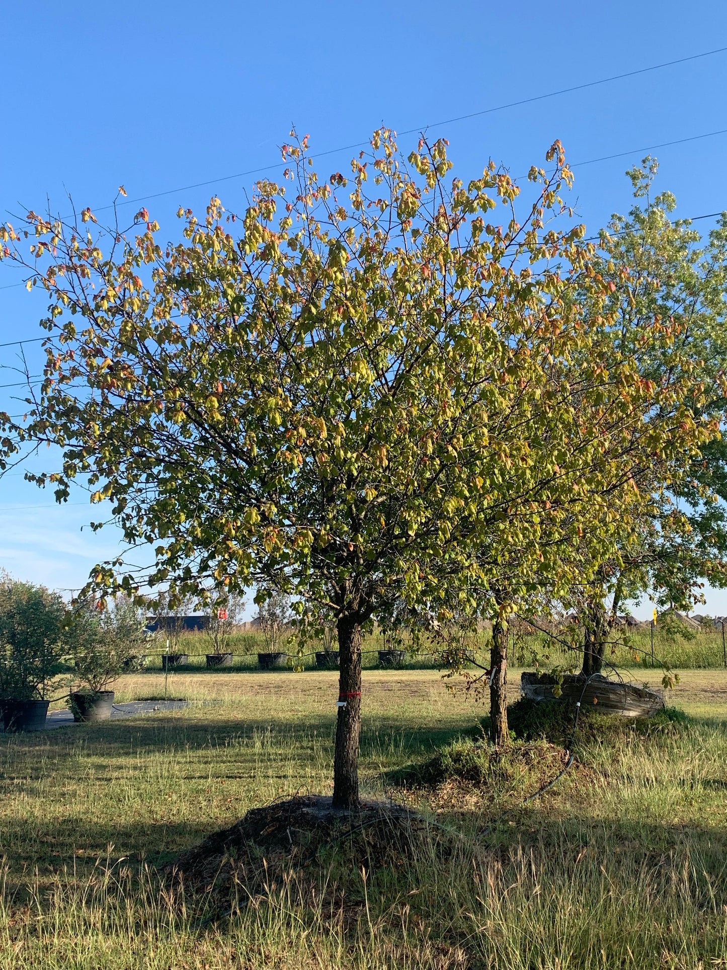 Mexican Plum