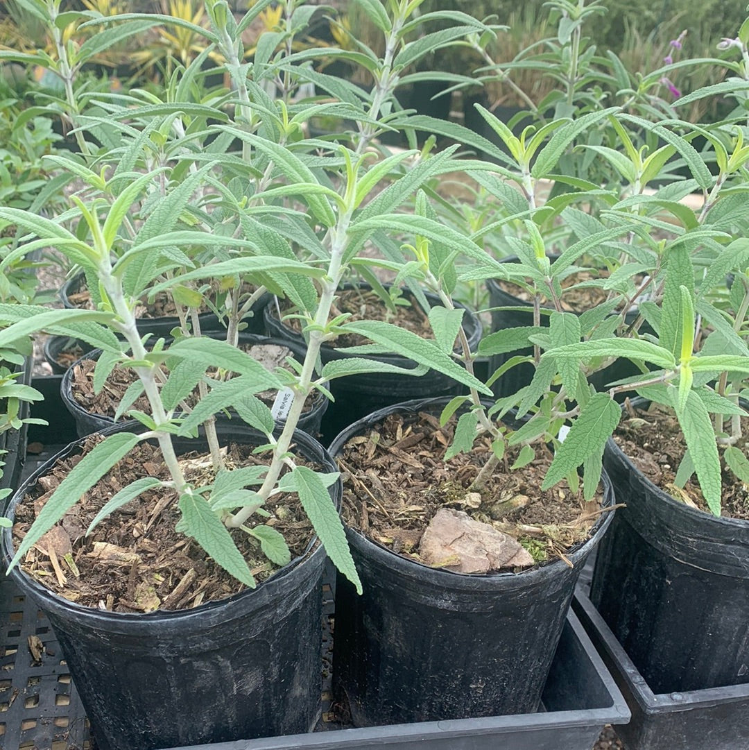 Sage Mexican Bush Texas Tree Farms