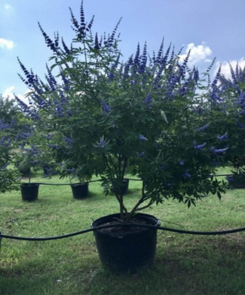 Vitex Tree Form Vitex Trees For Sale | Texas Tree Farms