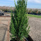 Juniper Blue Point
