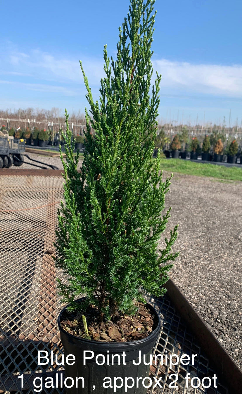 Juniperus Chinensis Blue Point