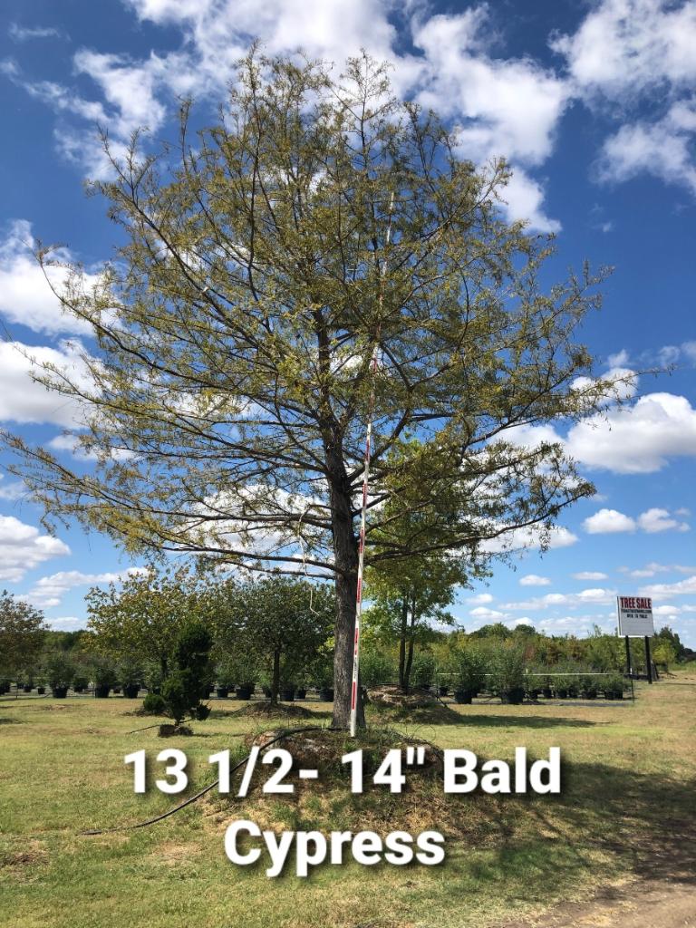 Bald Cypress For Sale | Texas Tree Farms