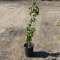 Redbud Texas