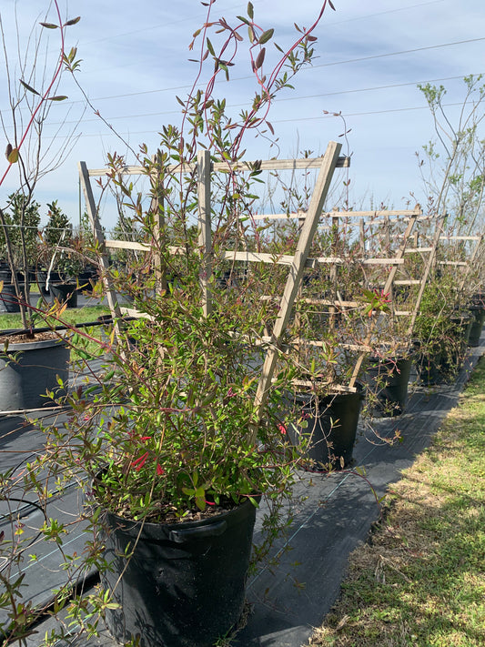 Honeysuckle Coral