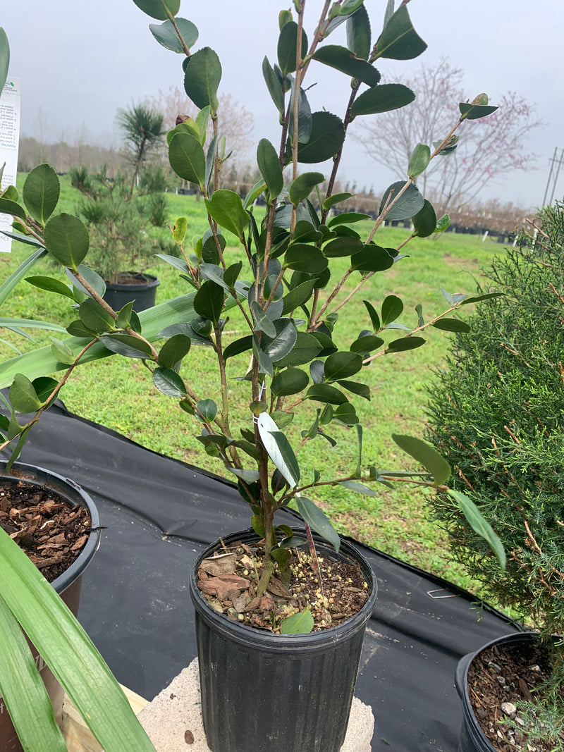 Camellia sasanqua Kanjiro