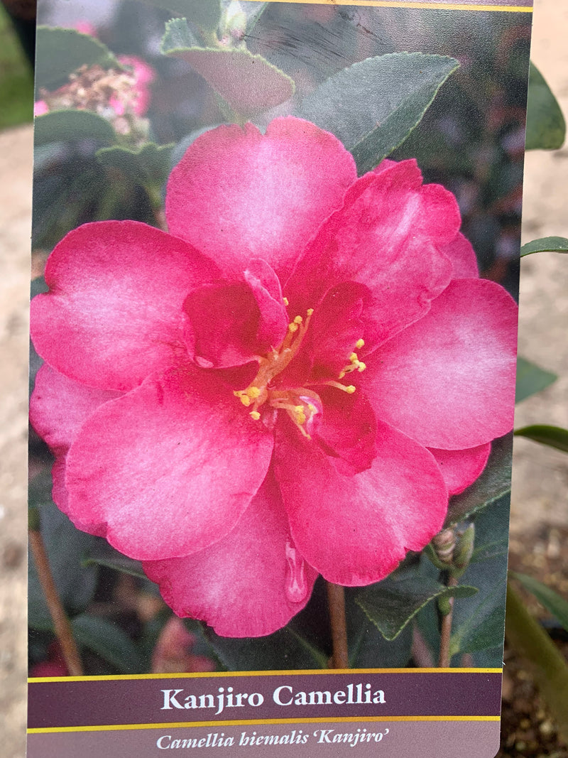 Camellia sasanqua Kanjiro