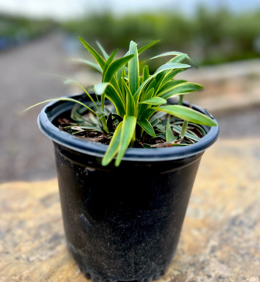 Liriope Variegated