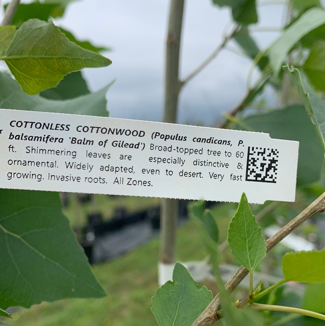 Cottonwood Cottonless