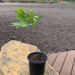 Black Walnut Native