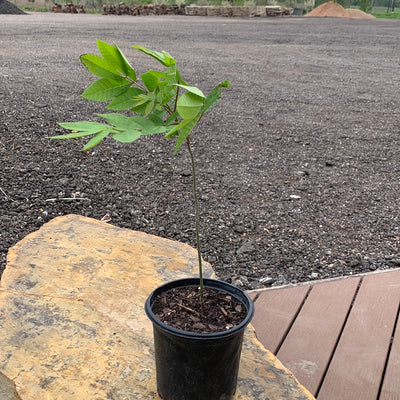 Walnut Black Native