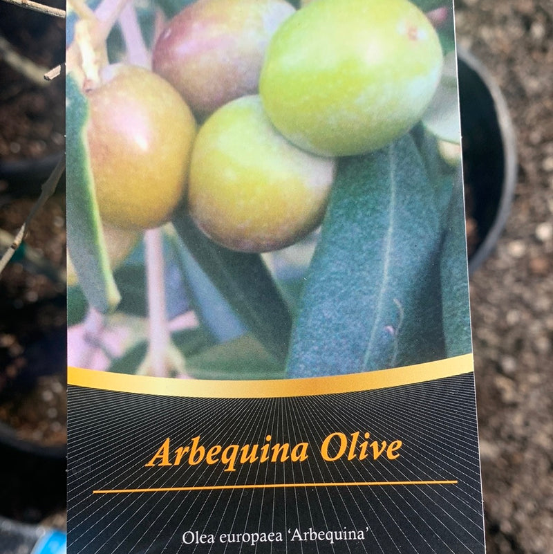 Olive Arbequina