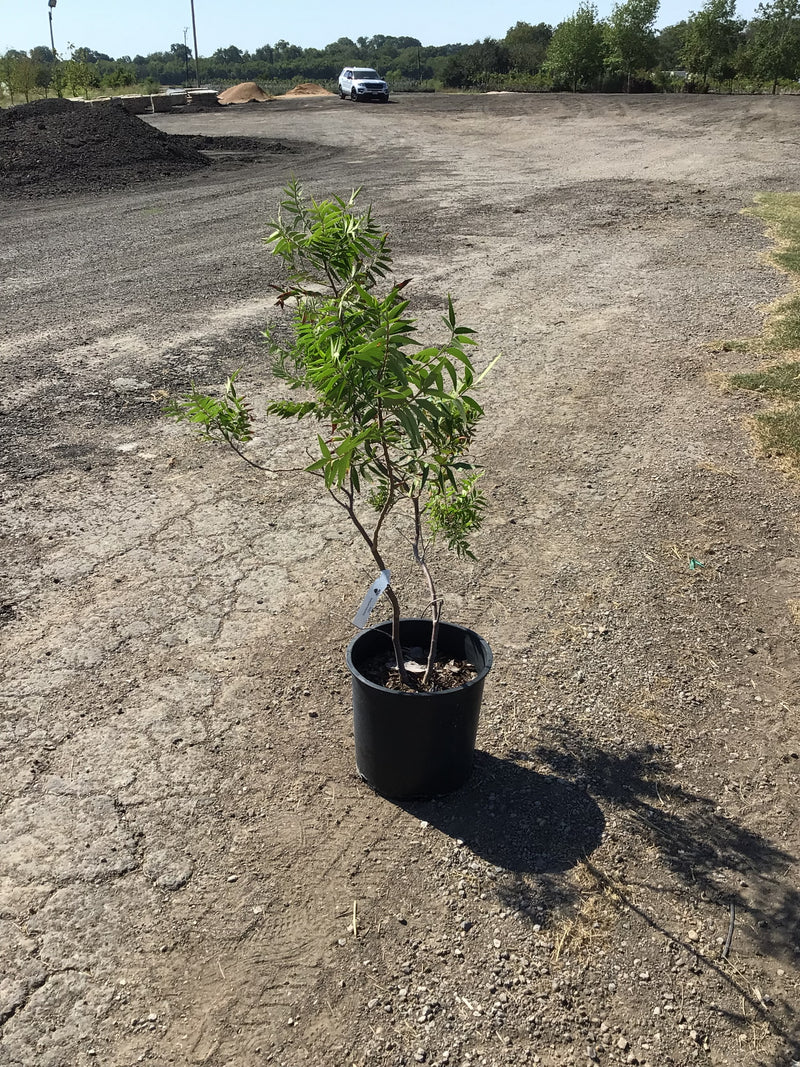 Sumac Prairie Flame Leaf