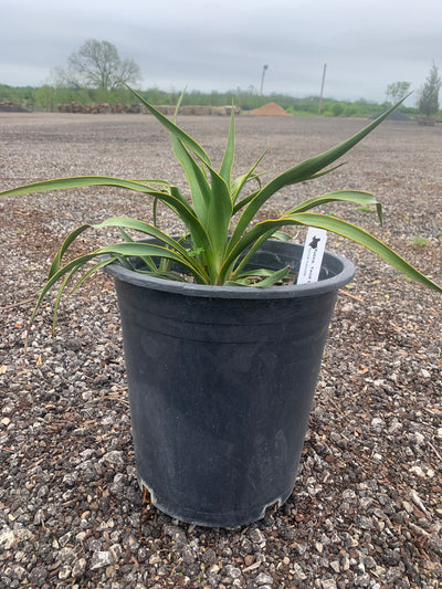 Yucca Twist Leaf Green