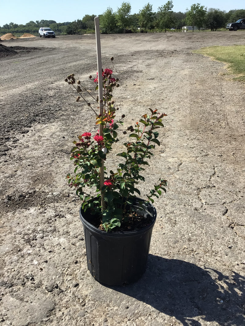 Crape Myrtle Arapaho