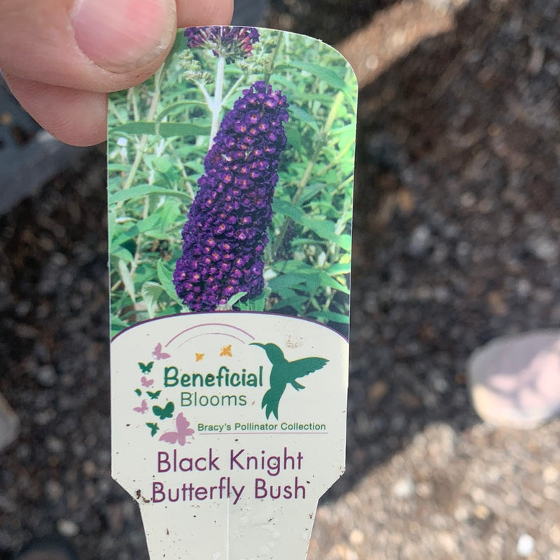 Butterfly Bush Black Knight