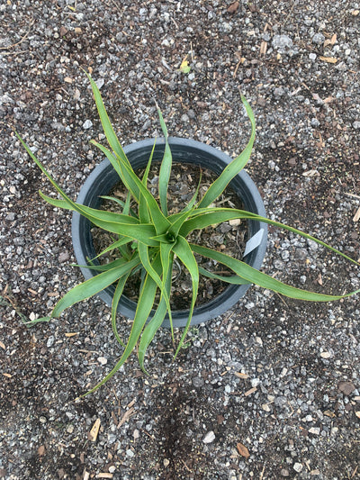 Yucca Twist Leaf Green