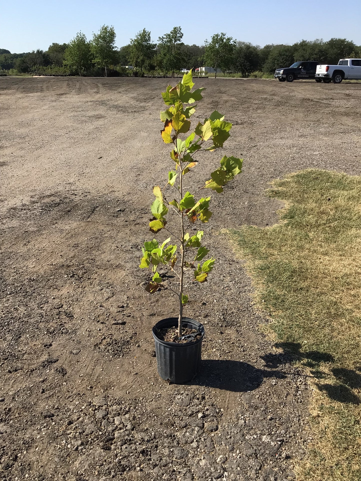 American Sycamore