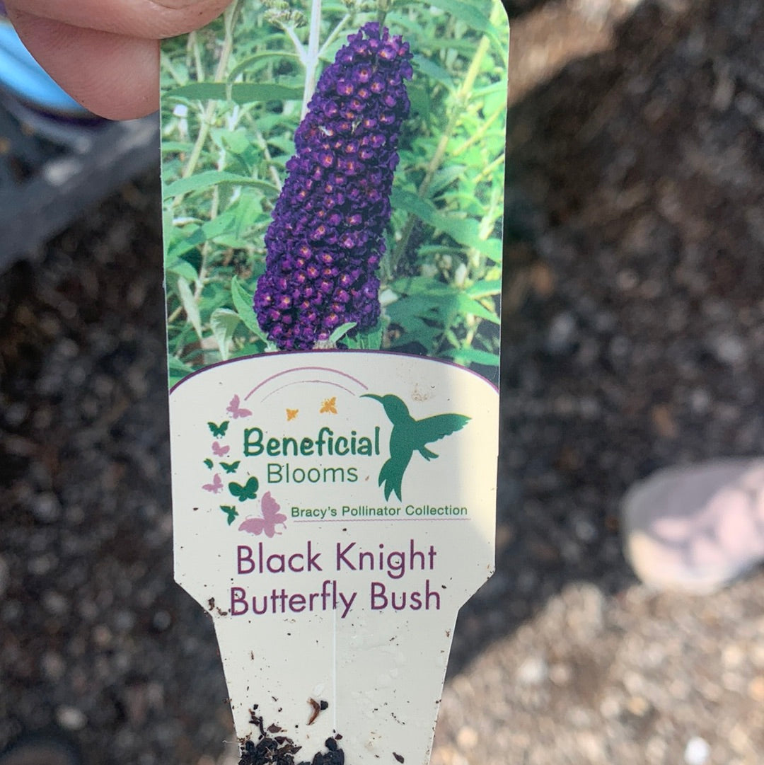 Butterfly Bush Black Knight