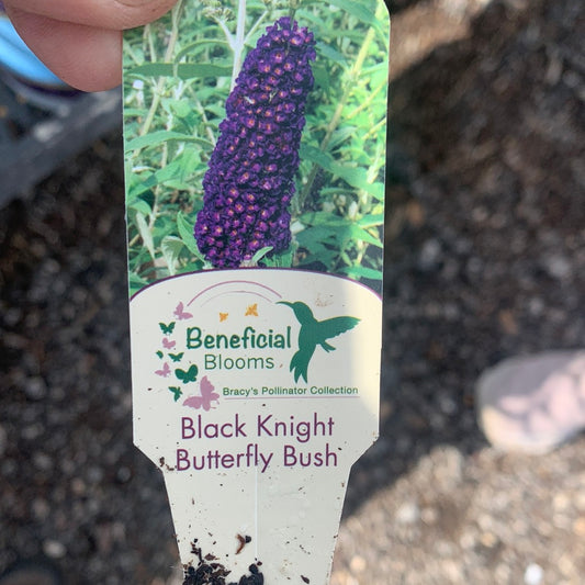 Butterfly Bush Black Knight
