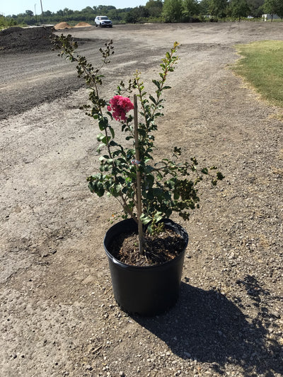 Crape Myrtle Tuscarora