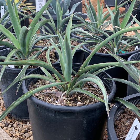 Yucca Spanish Dagger