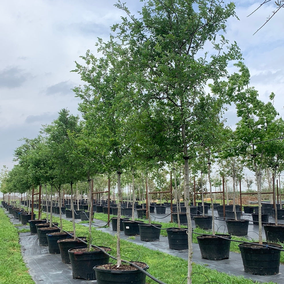 Cedar Elm Texas Tree Farms