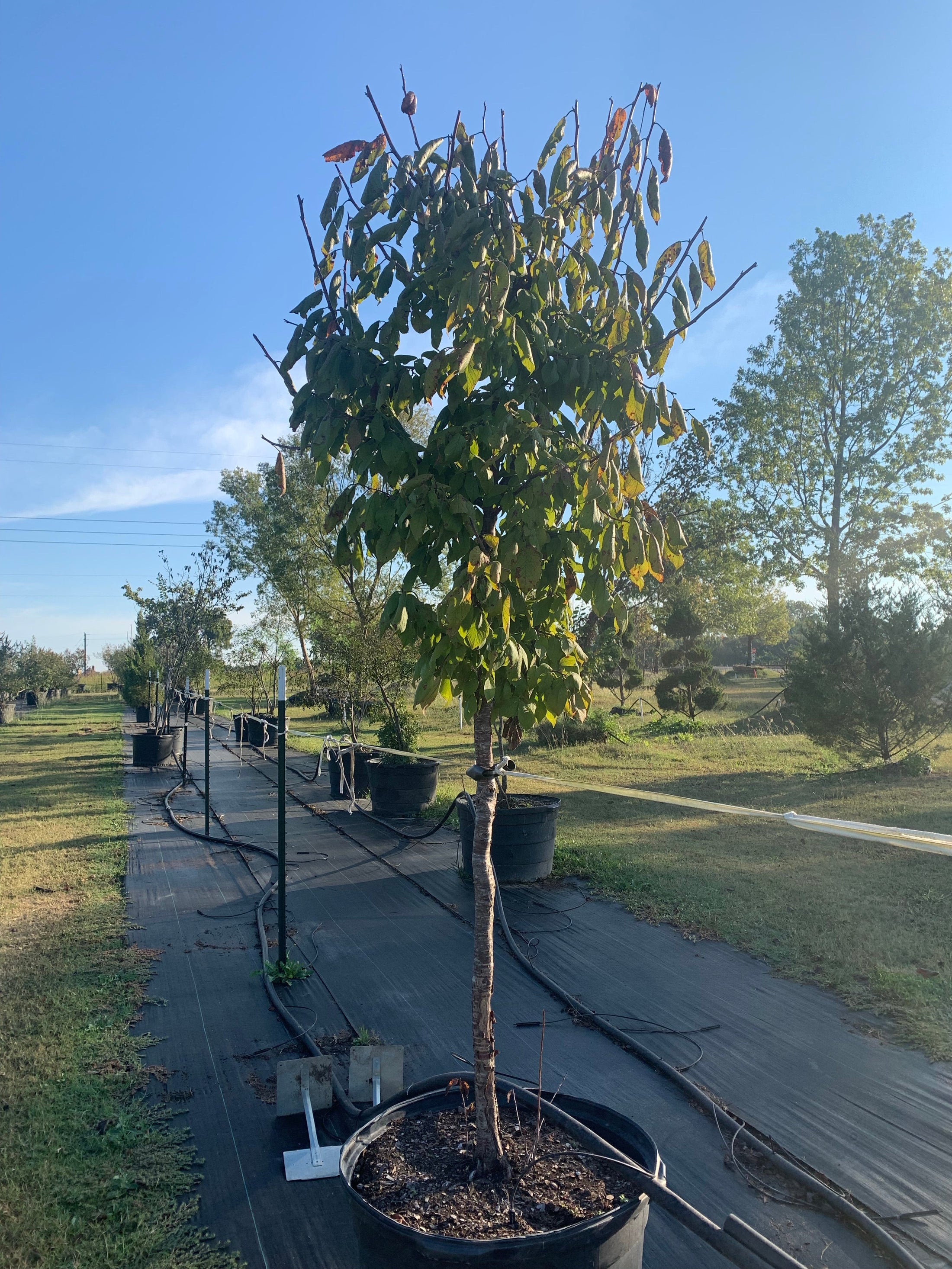 Mexican Plums For Sale Texas Tree Farms