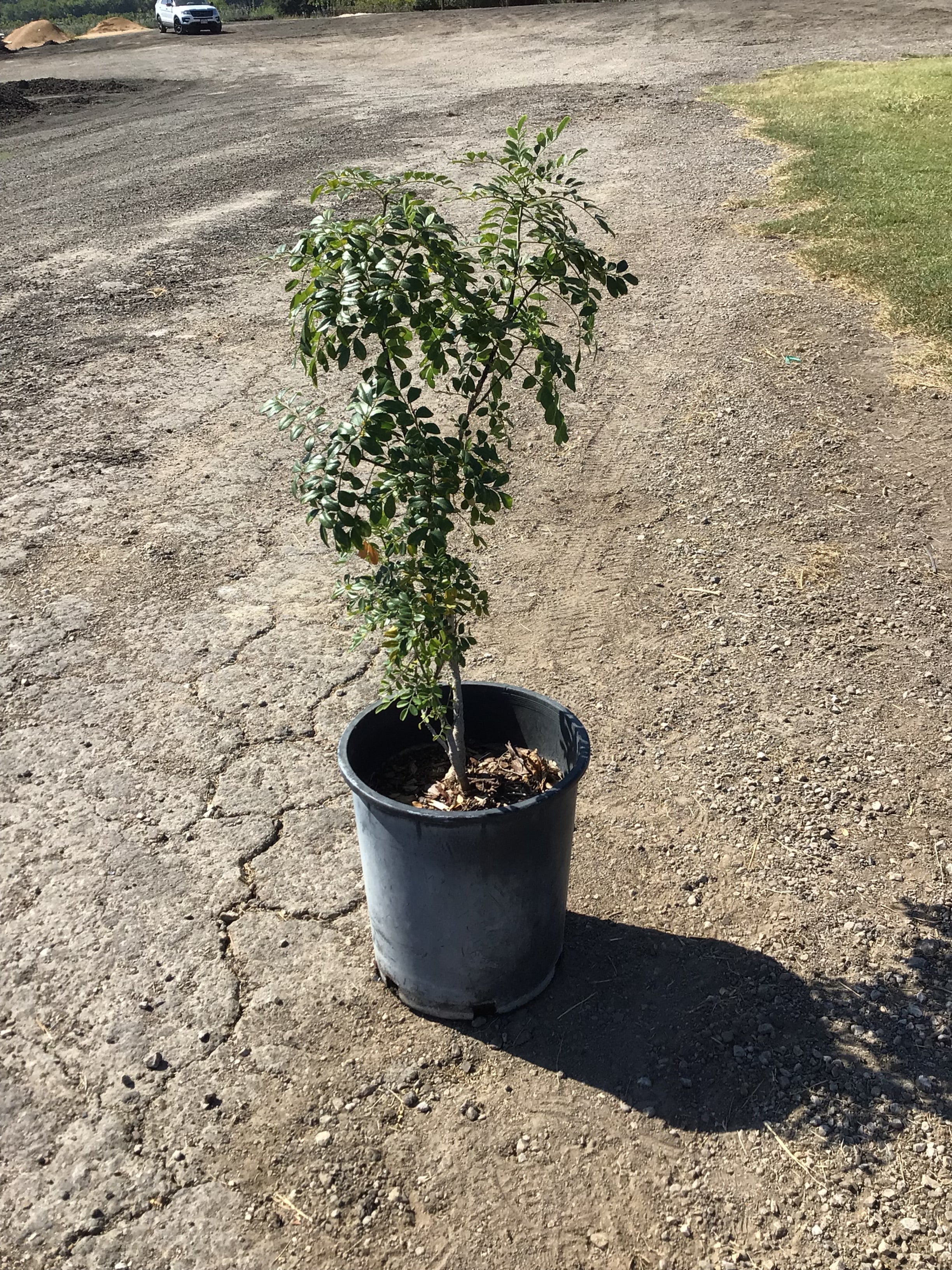 Headwaters Native Tree Giveaway — Headwaters at Incarnate Word