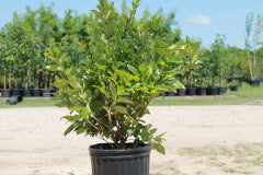 Ligustrum