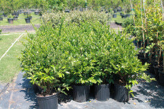 Ligustrum