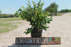 Ligustrum