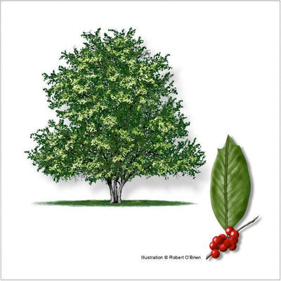 Nellie R. Stevens Holly (Ilex x Nellie R. Stevens)