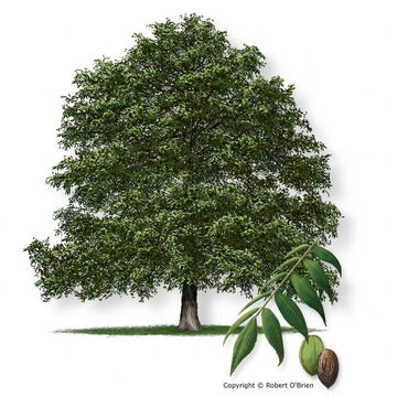 Texas Native Trees For Sale | Texas Tree Farms