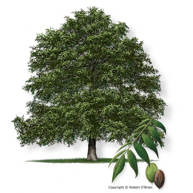 Native Pecan (Carya illinoinensis)